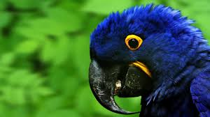Image result for macaw parrot hd