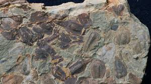 隕石衝突と大量絶滅：恐竜時代の終焉と地球の未来への警告！ - Imagen principal del artículo