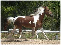 pinto horse