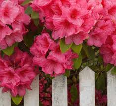 Image result for u202bمتن های اخرای پاییزu202clrm;