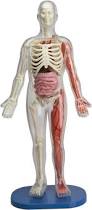 Image result for human body