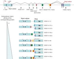 Image of VEGFA gene structure