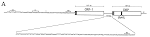 Decorin binding proteins borrelia