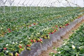 Resultado de imagen para cultivo de FRESA