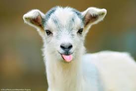 Image result for GOAT
