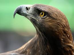 #SGEFCA – Ausgeglichen