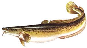 Image result for burbot fish