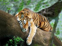 Image result for tiger