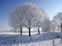 Afbeeldingsresultaat voor winter bomen