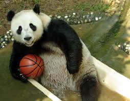 Image result for giant pandas