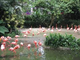 Image result for penang bird park