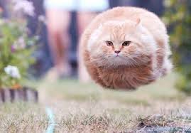Image result for cats