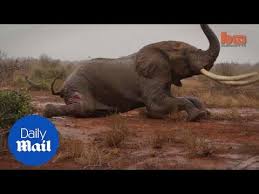 Moment dying bull elephant is saved after poisoned by ...
