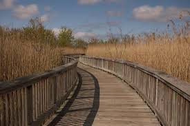 Resultado de imagen de Audubon Society