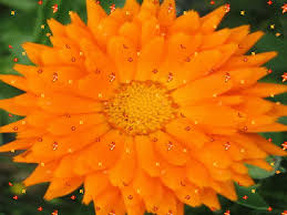 Résultat de recherche d'images pour "photo animee fleur"