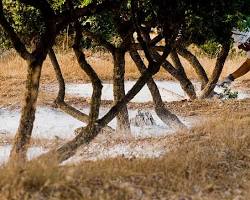 Image of Mastic Tenders