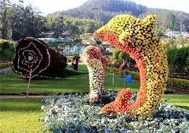 Image result for ooty botanical garden flower show 2015