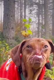 pobecooazon #gangoso #humornegro #viral #cotorreo #fun #sigan #risa #... | TikTok