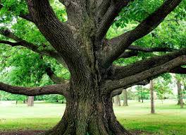 Image result for climbing trees
