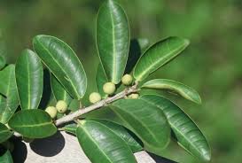 Image result for Ficus rokko