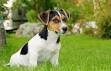 Jack russell terrier chien - SantVet