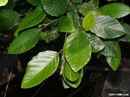 Image result for alder leaves