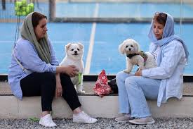 Perú al tanto: Irán intensifica prohibición de pasear perros - Imagen ilustrativa del artículo