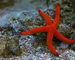 Imagem de Estreladomar