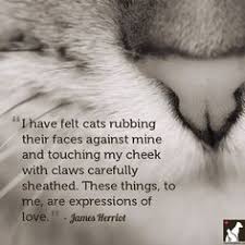 Cat Love Quotes on Pinterest | Quotes About Cats, Cat Quotes and ... via Relatably.com