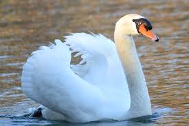 Image result for mute swan