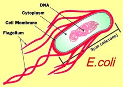 e coli bacteria এর চিত্র ফলাফল