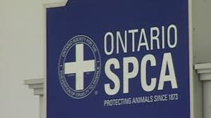 Image result for ontario society for the prevention of cruelty to animals act