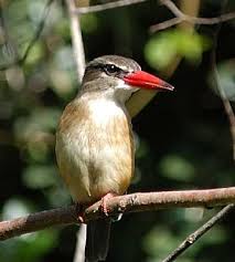 Image result for brown hooded kingfisher