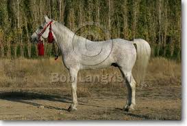 Image result for IRAN HORSES