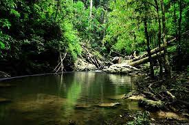 Image result for taman negara national park