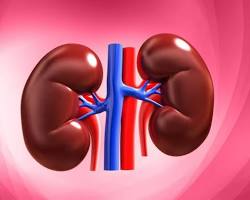 Image of Kidneys organ