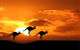 Image result for kangaroos in australia