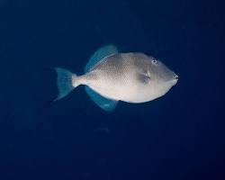 Peixe-Porco
