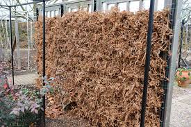 Résultat de recherche d'images pour "burying fig trees"