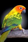 virtual villagers 2 parrots dancing