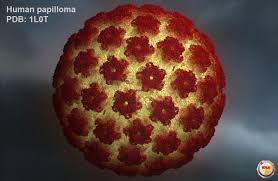 Image result for human papilloma virus