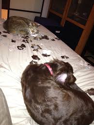 Résultat de recherche d'images pour "cats and dogs living together pictures"