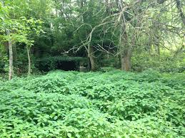 Image result for jewelweed