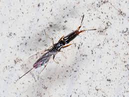 Resultado de imagem para fig wasps in florida