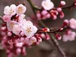 Apricot blossom