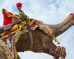 Camel festival in Jaipur