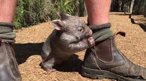 Image result for wombat