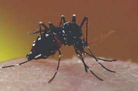 Image result for pictures of mosquito