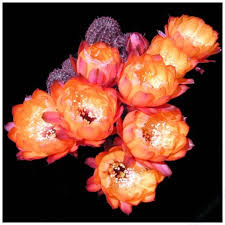 Bildergebnis für hoa xương rồng đẹp