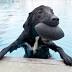 Website ranks St. Petersburg, Tampa as top 'pet friendly' cities in the ...